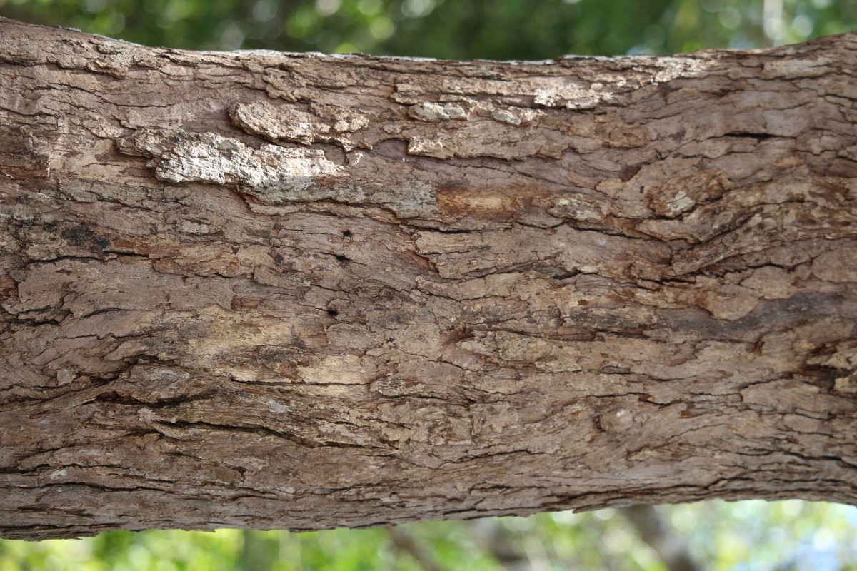 Vitex altissima L.f.